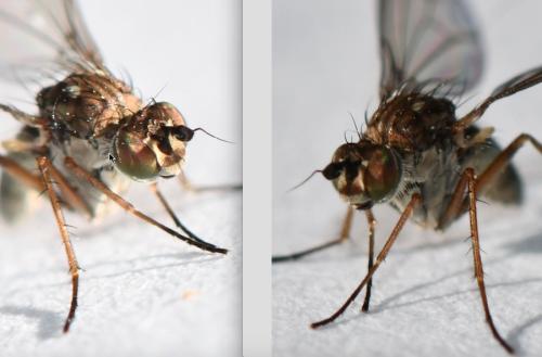 Syntormon sp.